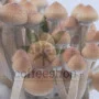 Psylocibe Cubensis spore Orissa